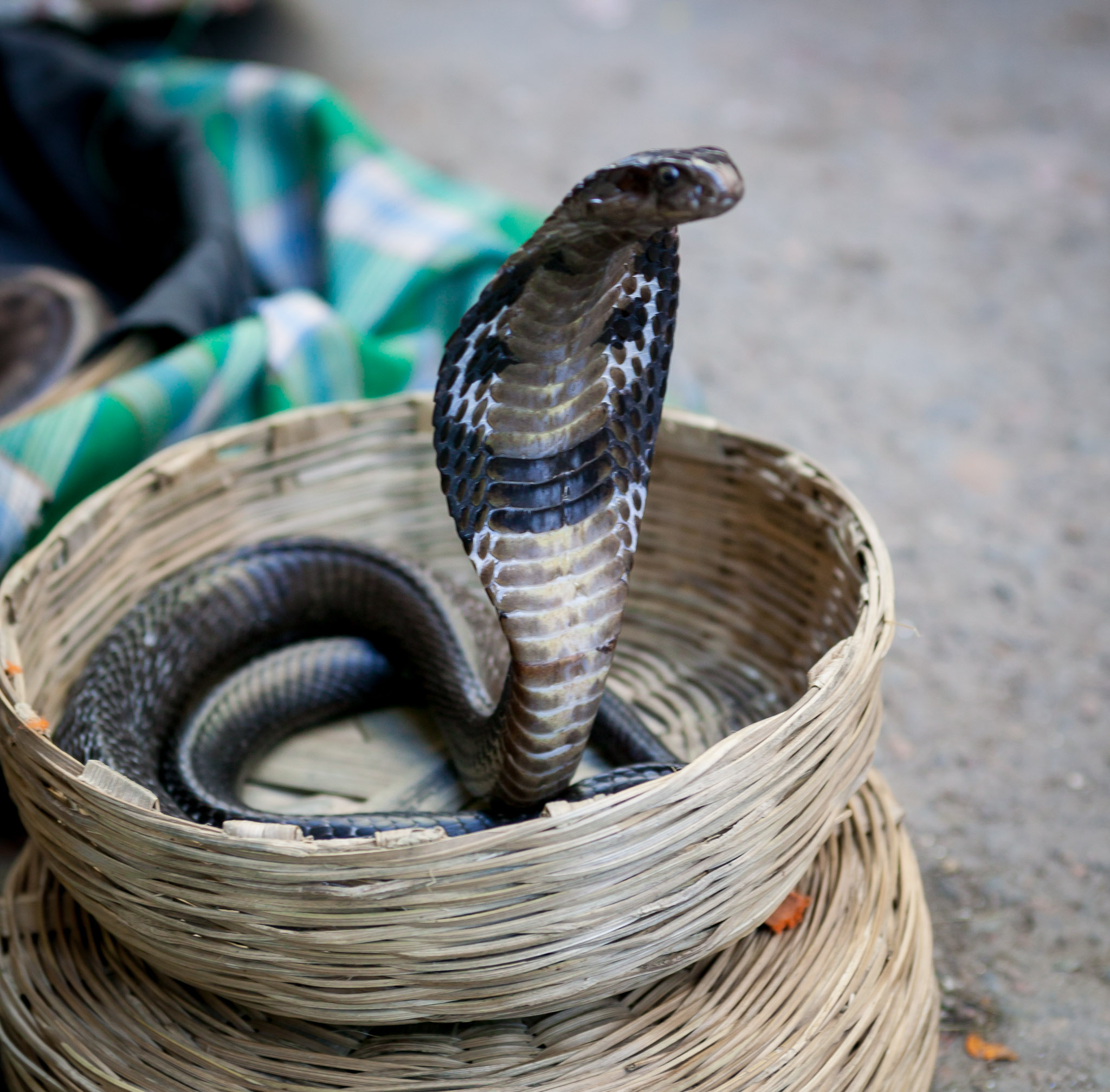 Young snake charmer