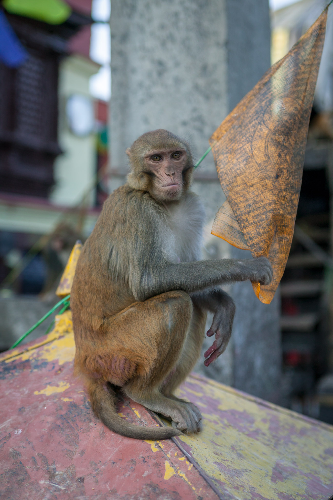 Swayambhunath (or Monkey) Temple