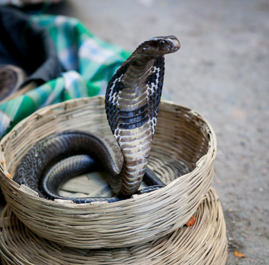 Young snake charmer