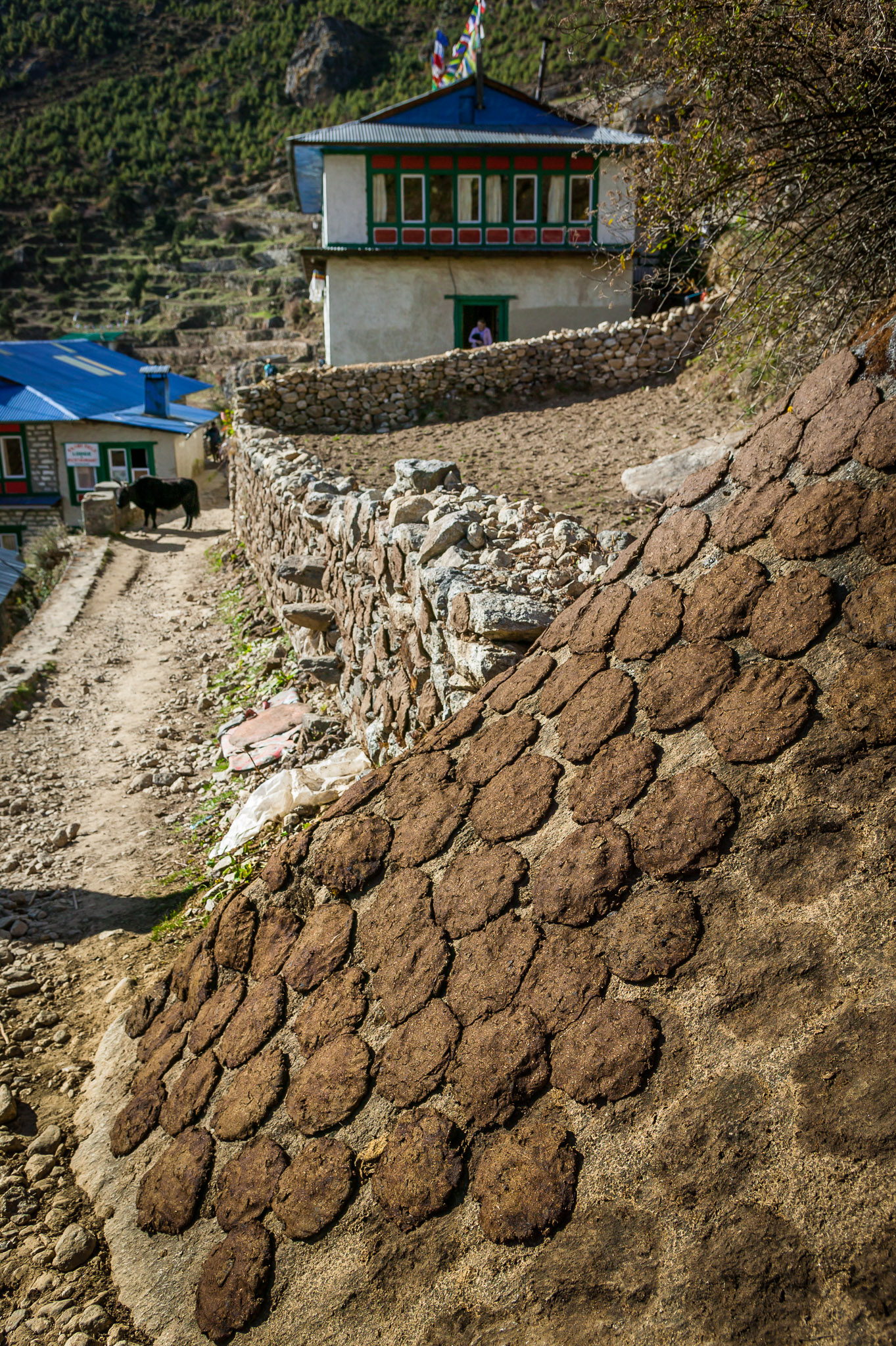Drying stove fuel (Yak dung)