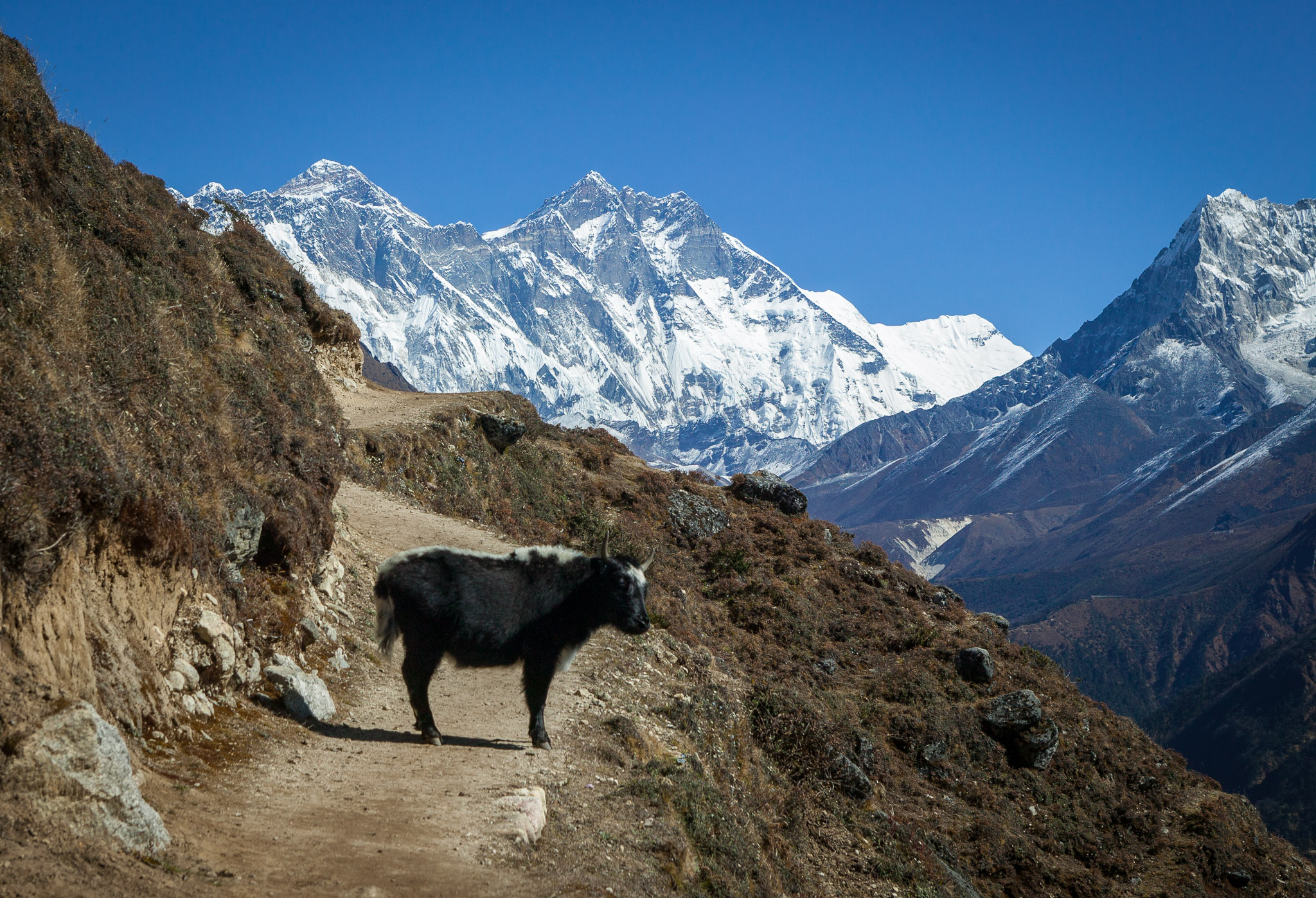 Yak on trail; Everest & Lohse in distance