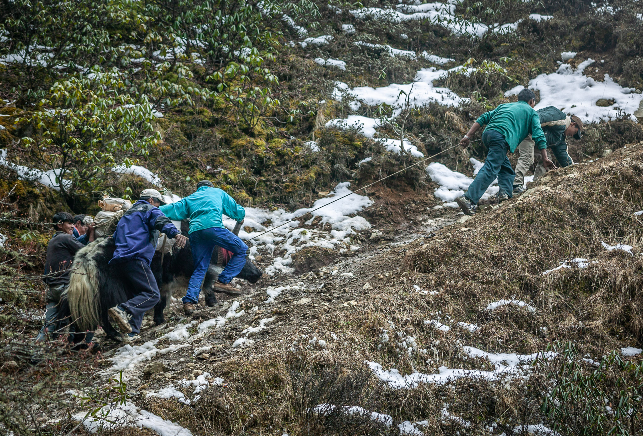 Helping yaks up icy trail