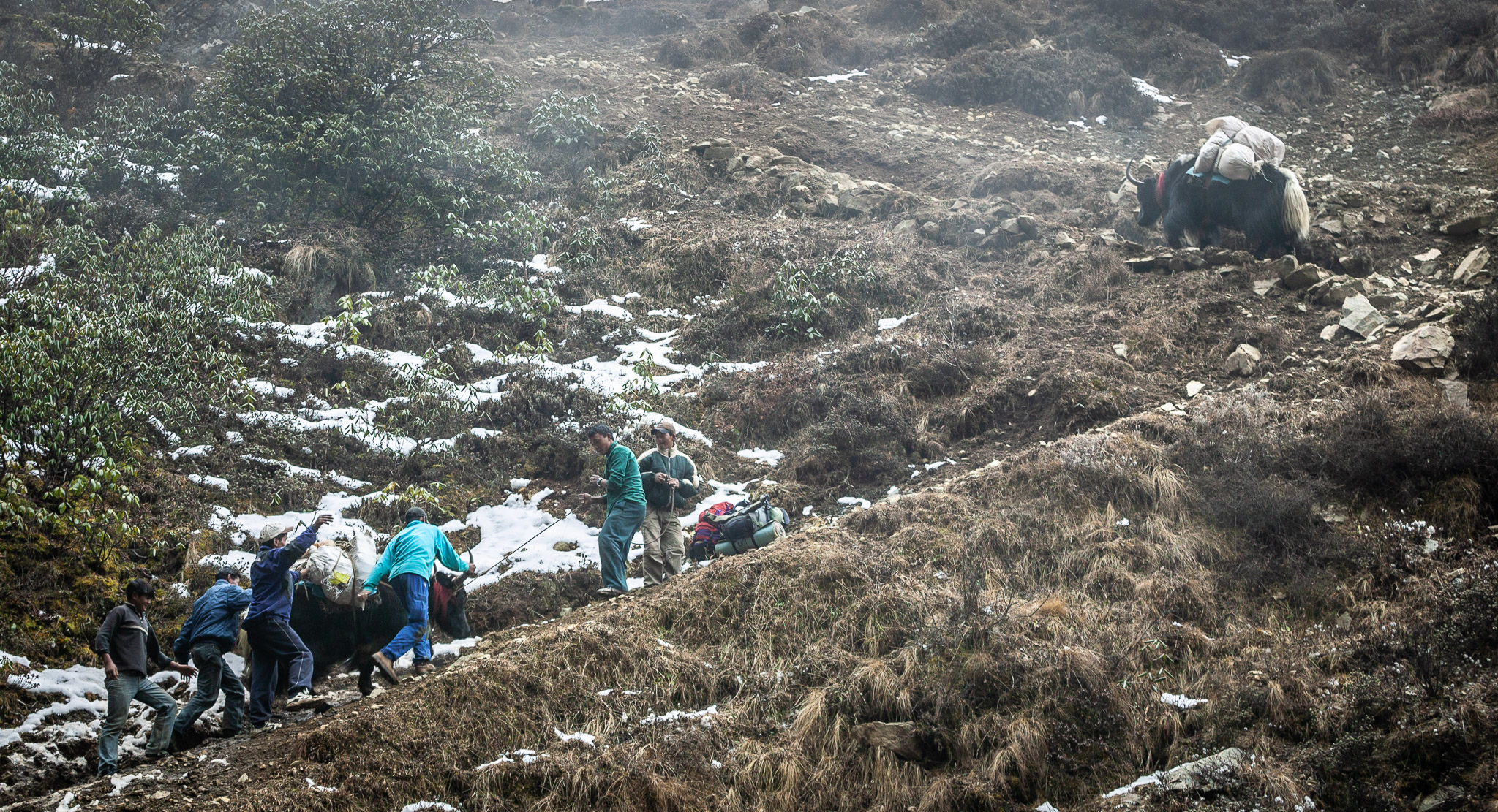 Helping yaks up icy trail