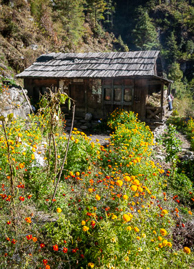 Flower garden on way to Lukla